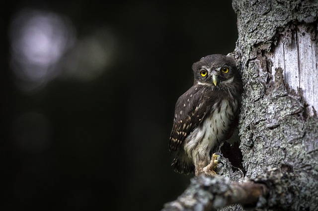 owl-4828280_640.jpg