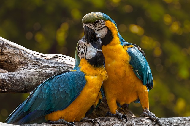 parrots-3427188_640.jpg
