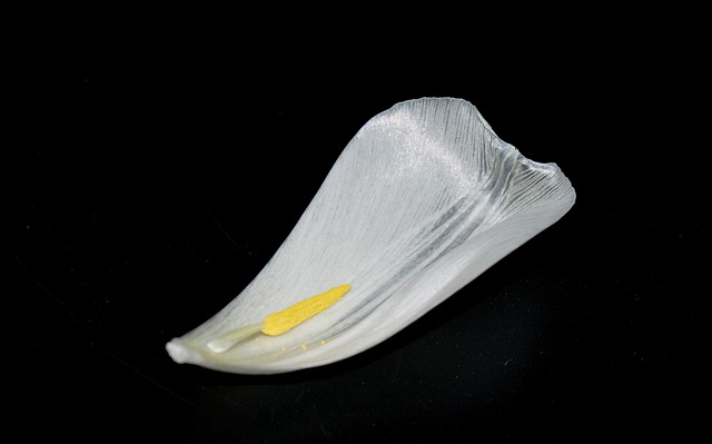 petal-4956252_640.jpg