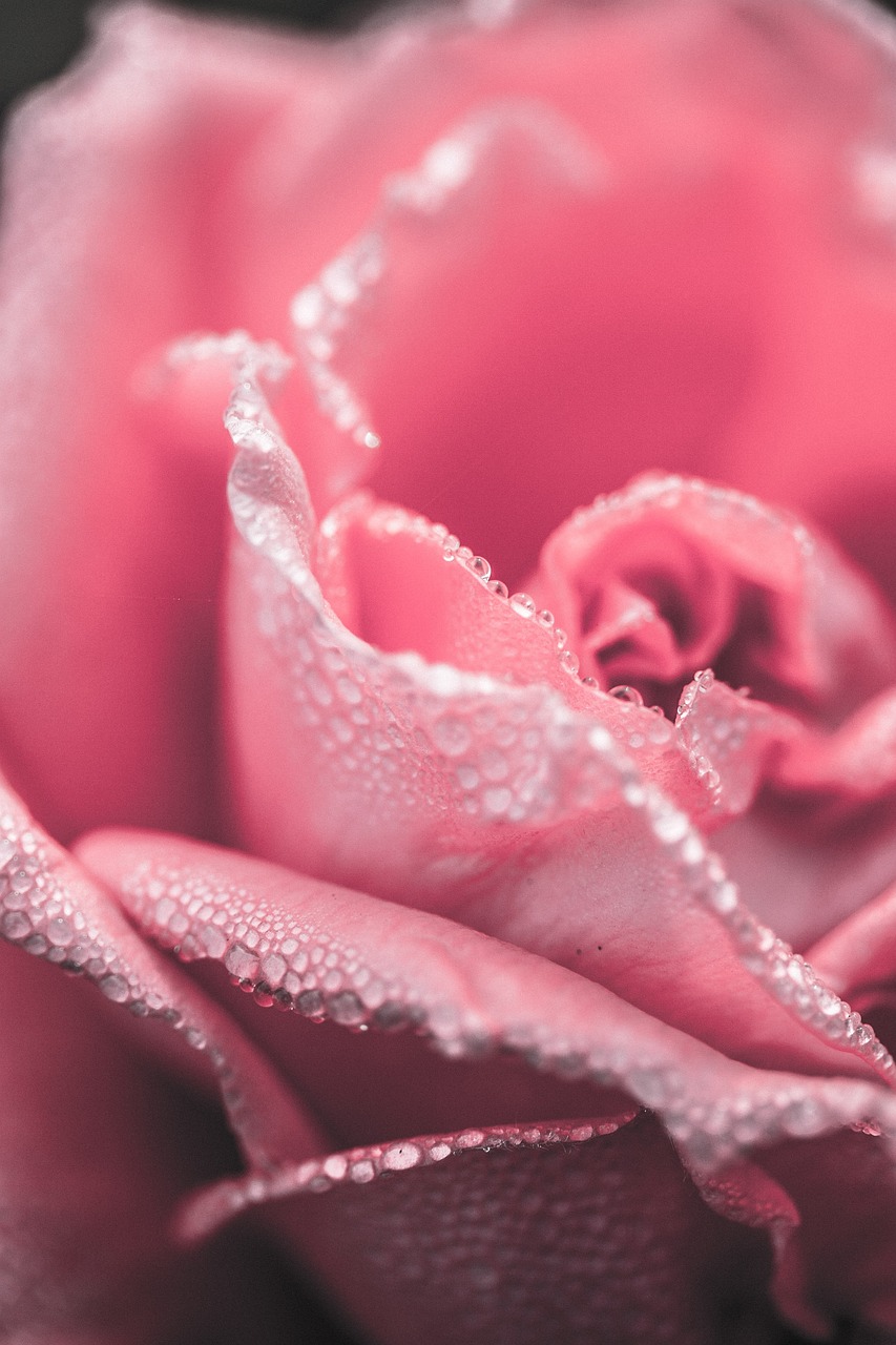 pink-765487_1280.jpg