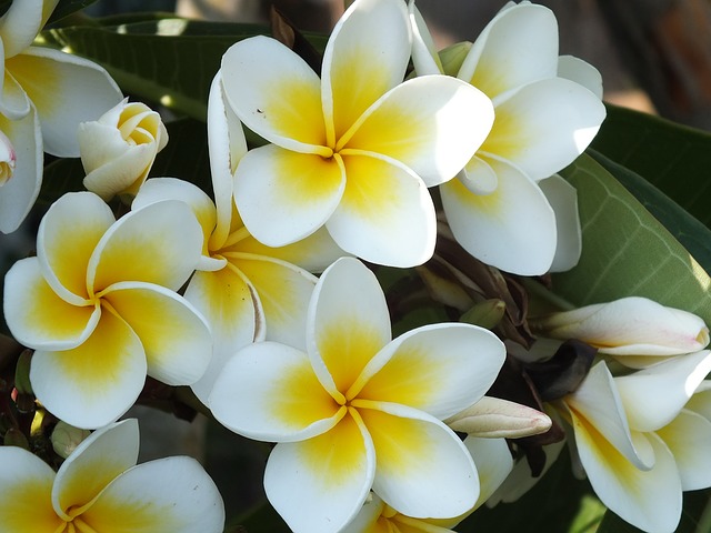 plumeria-812017_640.jpg