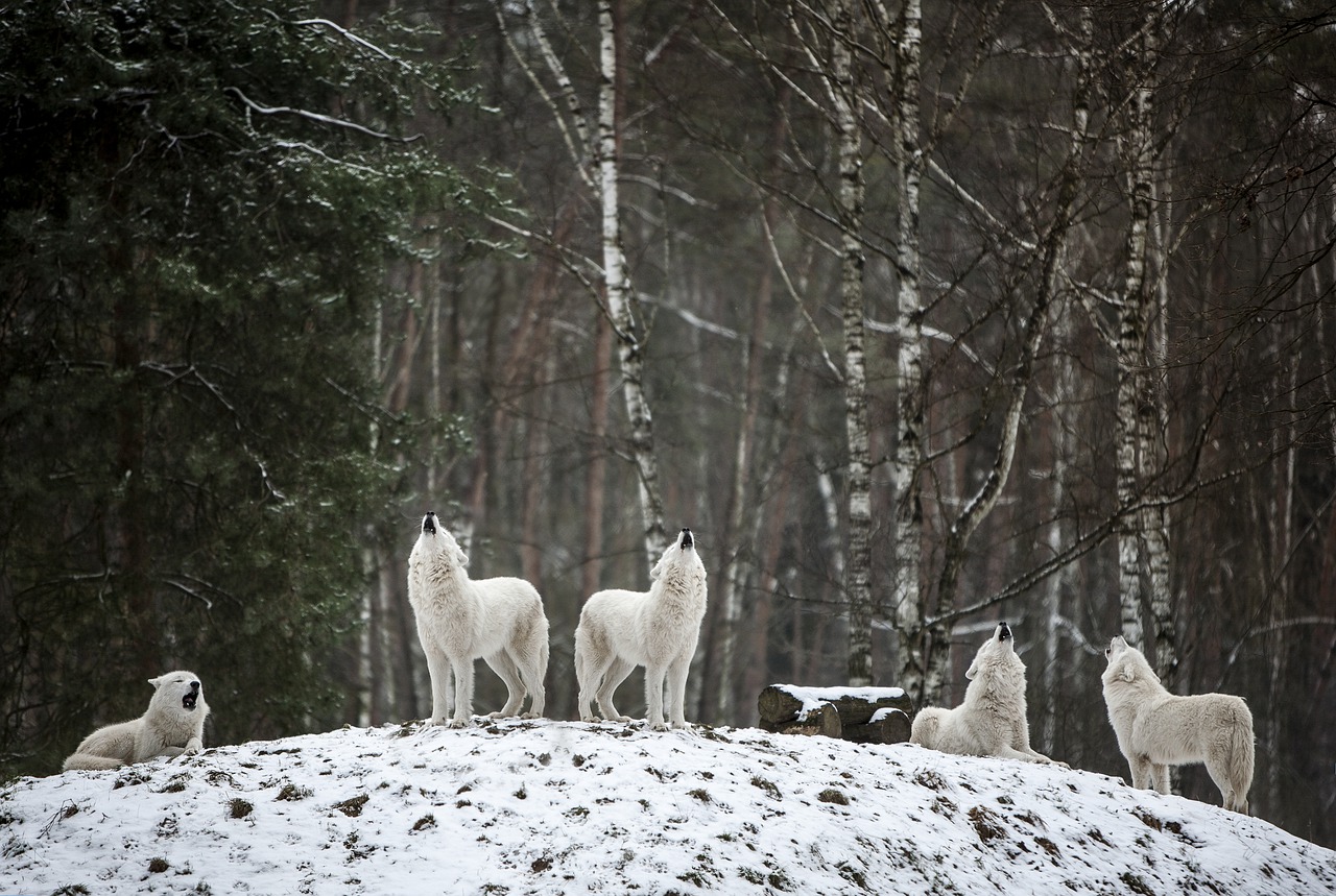 polarwolf-g89c0ffdc1_1280.jpg