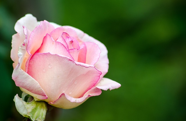 rose-2641113_640.jpg