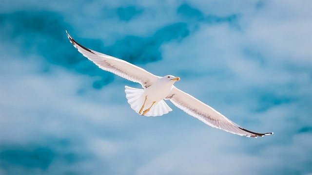 seagull-2444497_640.jpg