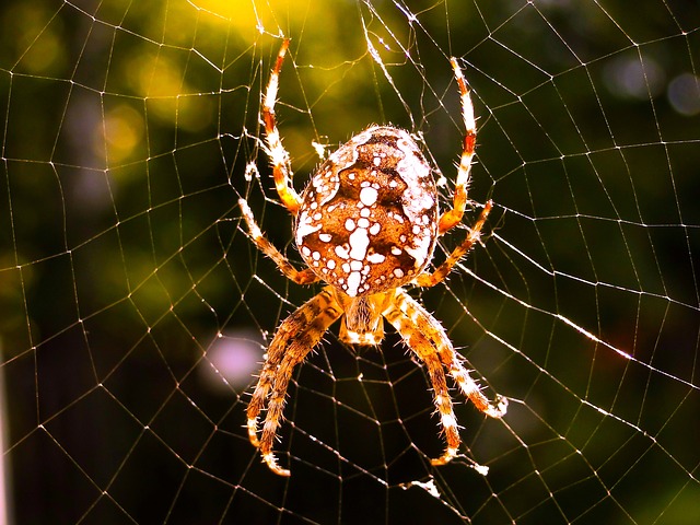 spider-3358798_640.jpg