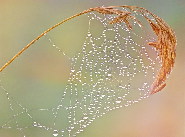 spider-web-1160456_640.jpg