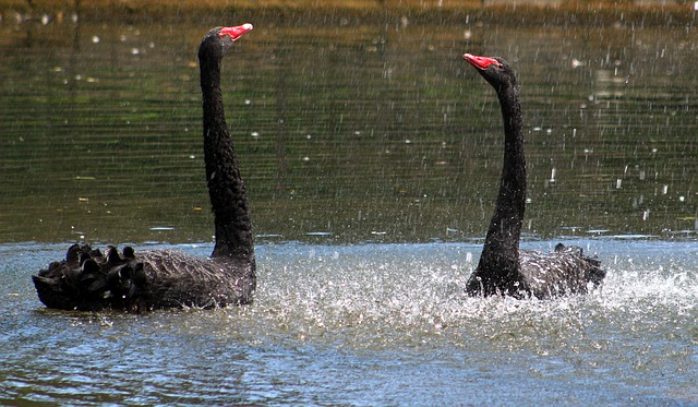 swan-2630533_640.jpg