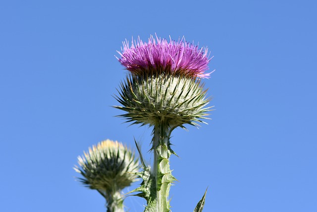 thistle-3509476_640.jpg
