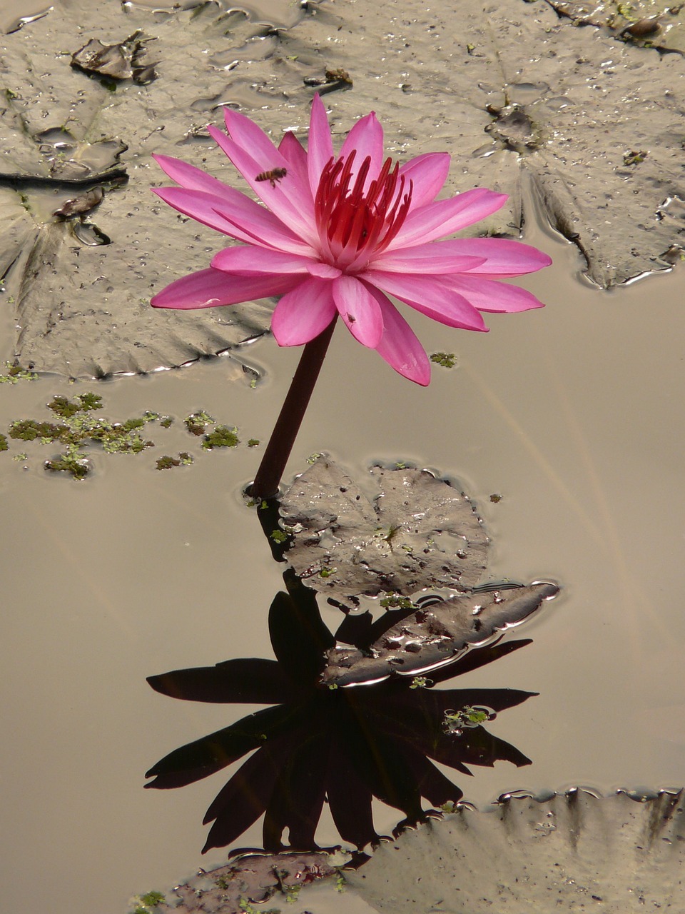 water-lily-4464_1280.jpg