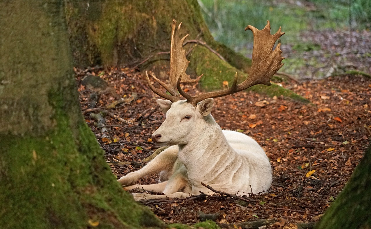 white-fallow-deer-1092458_1280.jpg