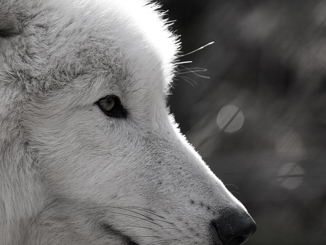 wolf-2106653_640.jpg