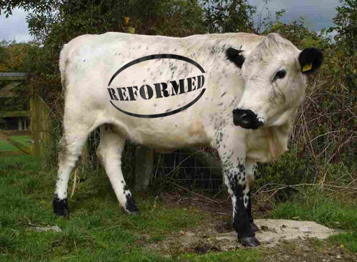 cap-reform-cow.jpg