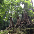 Angkor Wat békái