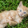 Macskanátha ölte meg Vöröskét