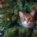 Macskabiztos karácsonyfa - létezik ilyen?