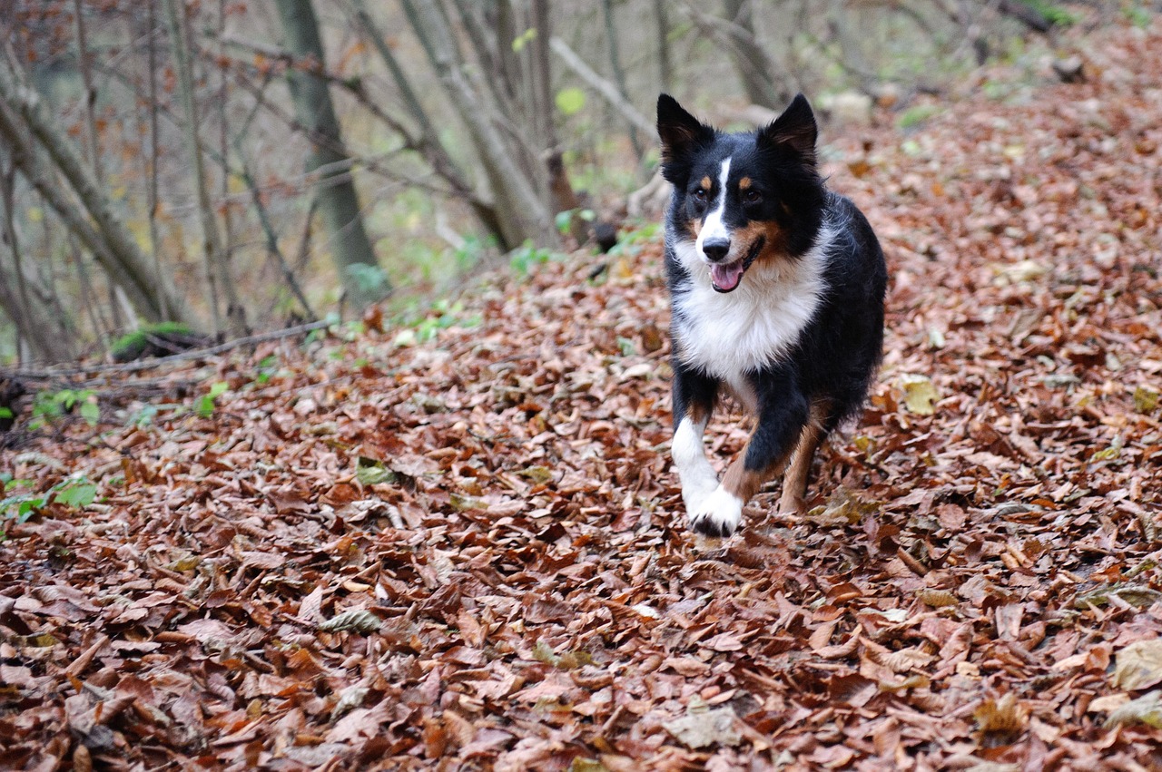 Életveszélyessé válhat kutyánk számára egy ártatlan őszi séta