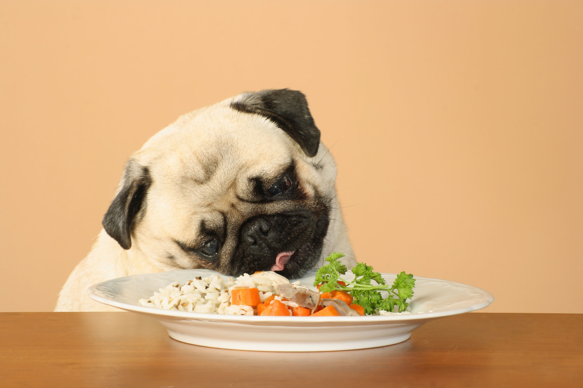 7 élelmiszer, amit sose adj kutyádnak, ha élve akarod látni!