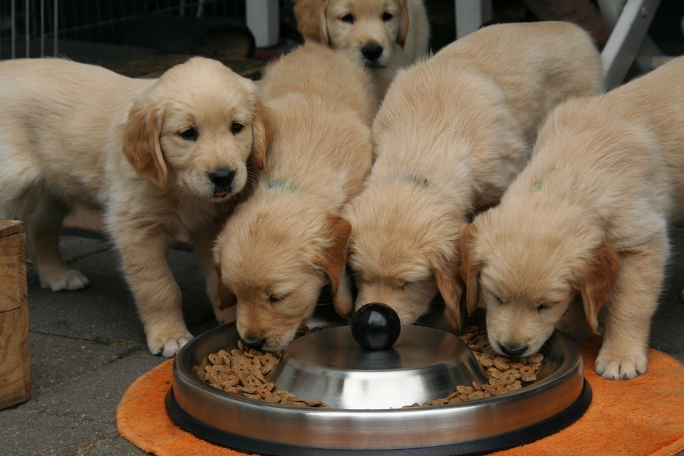 golden-retriever-puppy-2706666_960_720.jpg