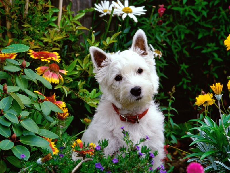 dog-in-the-garden.jpg