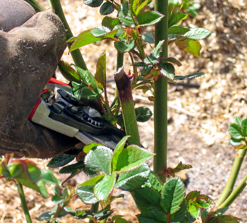 gloves_and_shear_for_pruning_roses.jpg