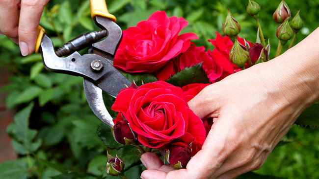 pruning-roses-how-when-to-winter-prune-1.jpg