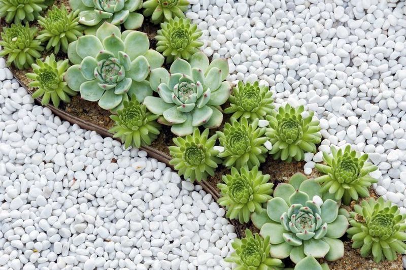 succulents-rock-garden_jpg_838x0_q80.jpg