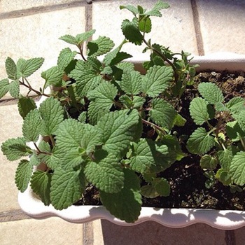 20pcs-bag-melissa-officinalis-seed-lemon-perfume-mint-seed-lemon-balm-seed-make-tea-vanilla-balcony_jpg_350x350.jpg