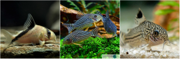 corydoras_akvarium.jpg