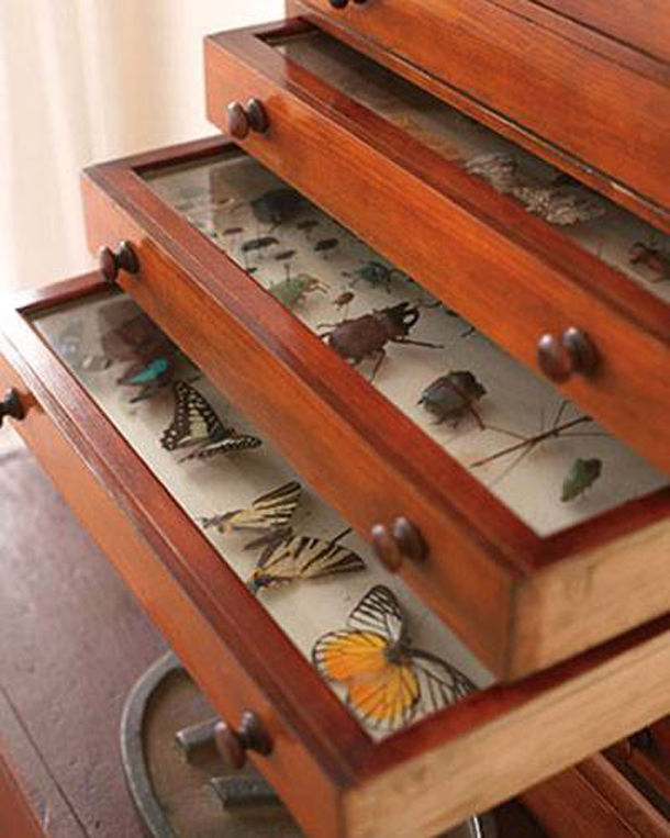 19 moth and butterfly collection.jpg