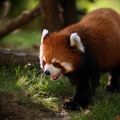 Vörös panda