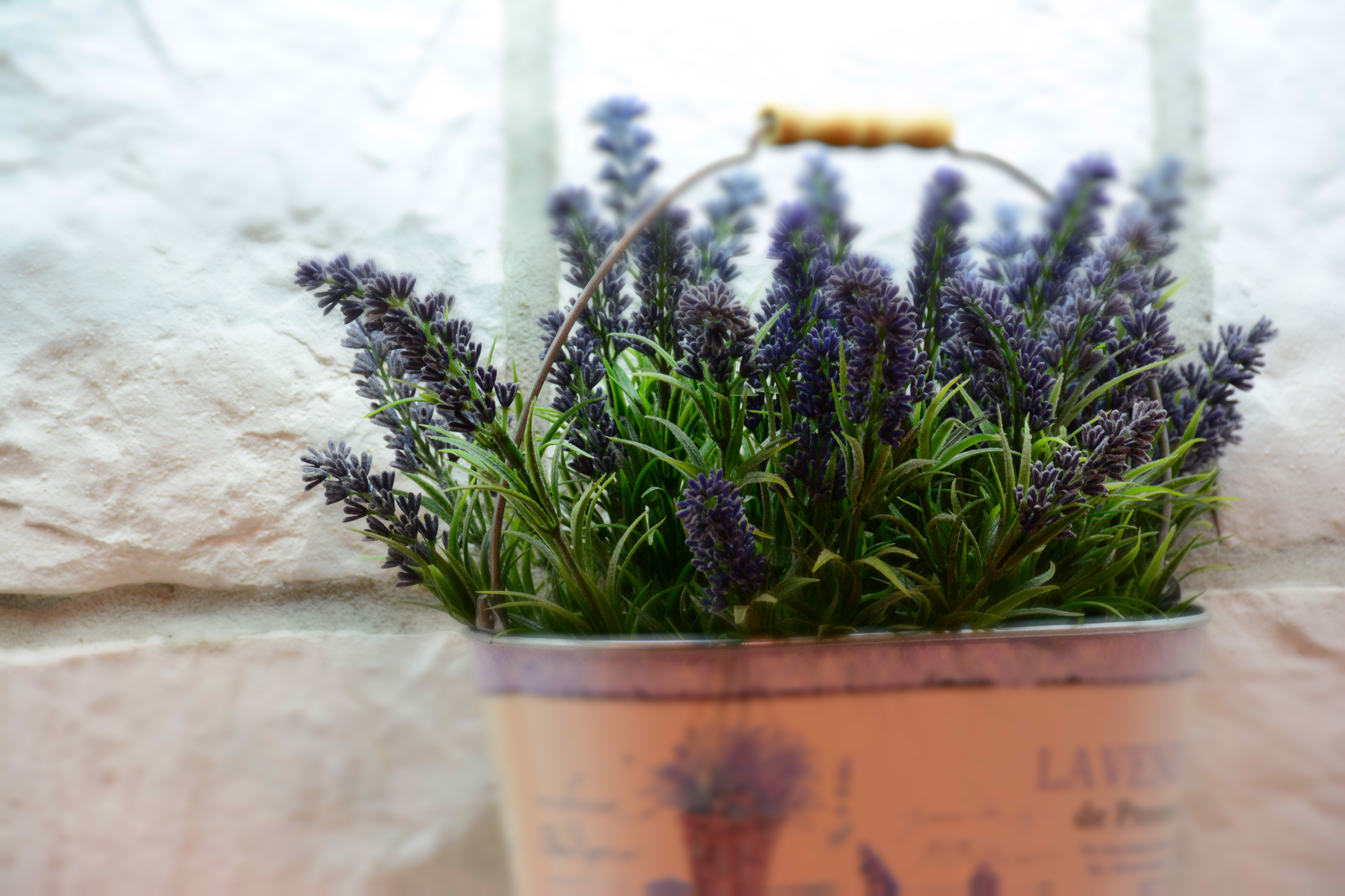lavender-2222551.jpg