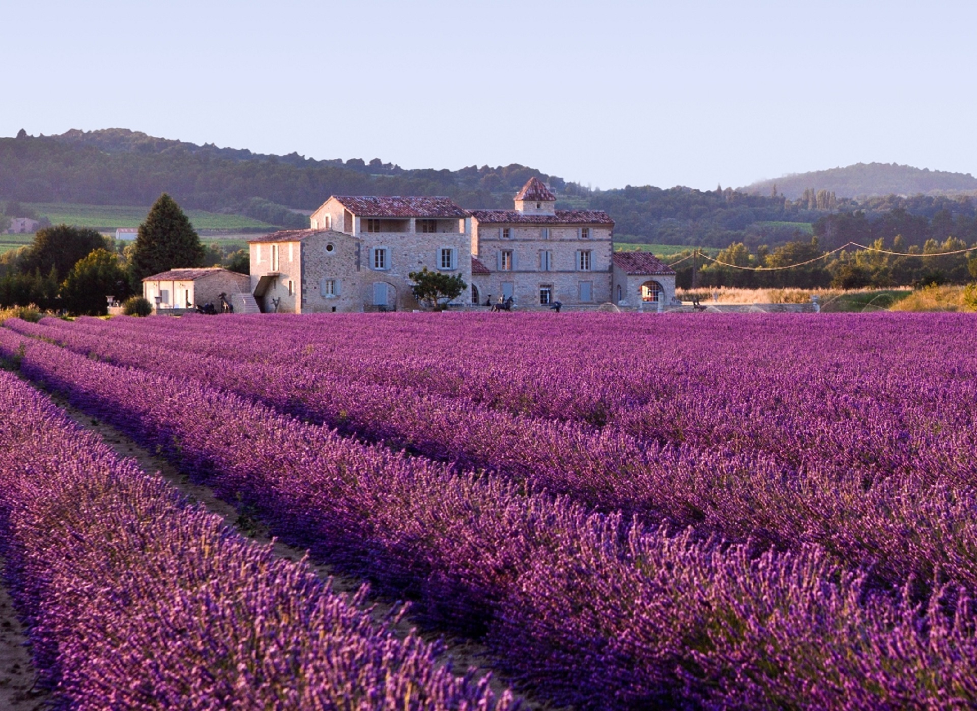 lavender-field-616440.jpg