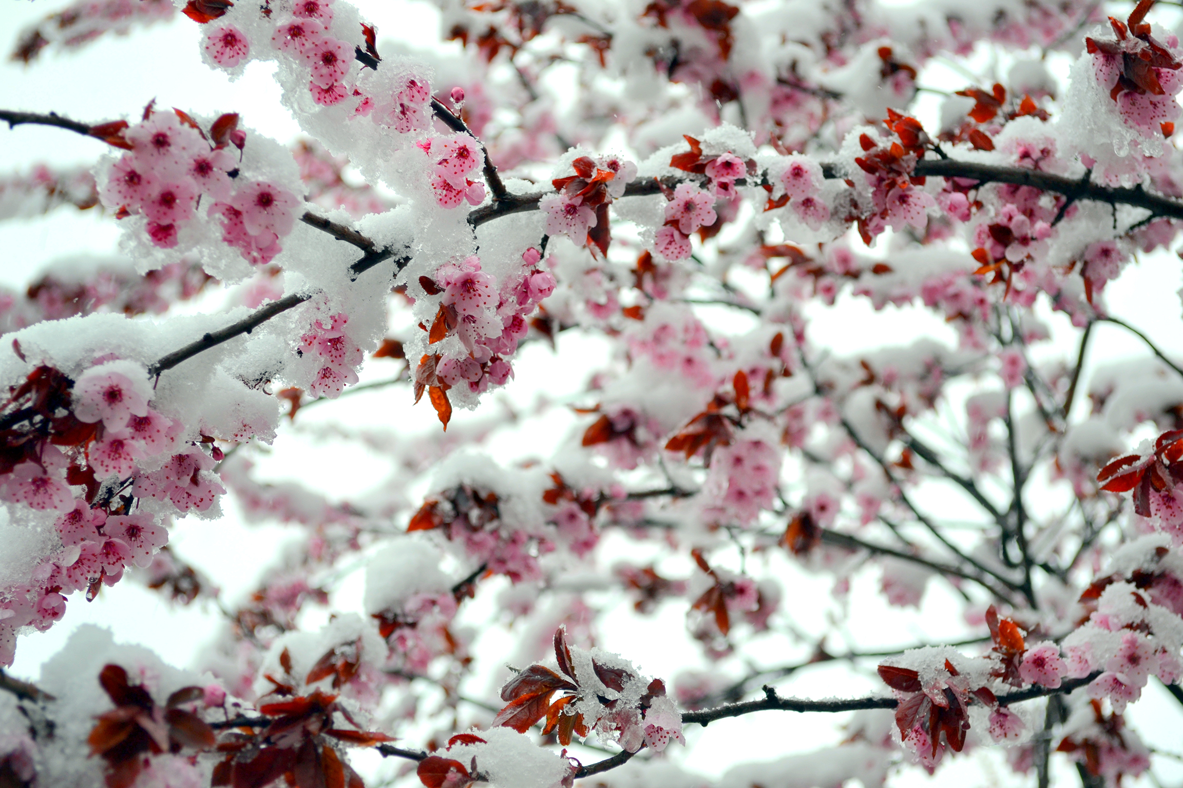 Hó és virág (Fotó: Kis Kacsa & Co.)