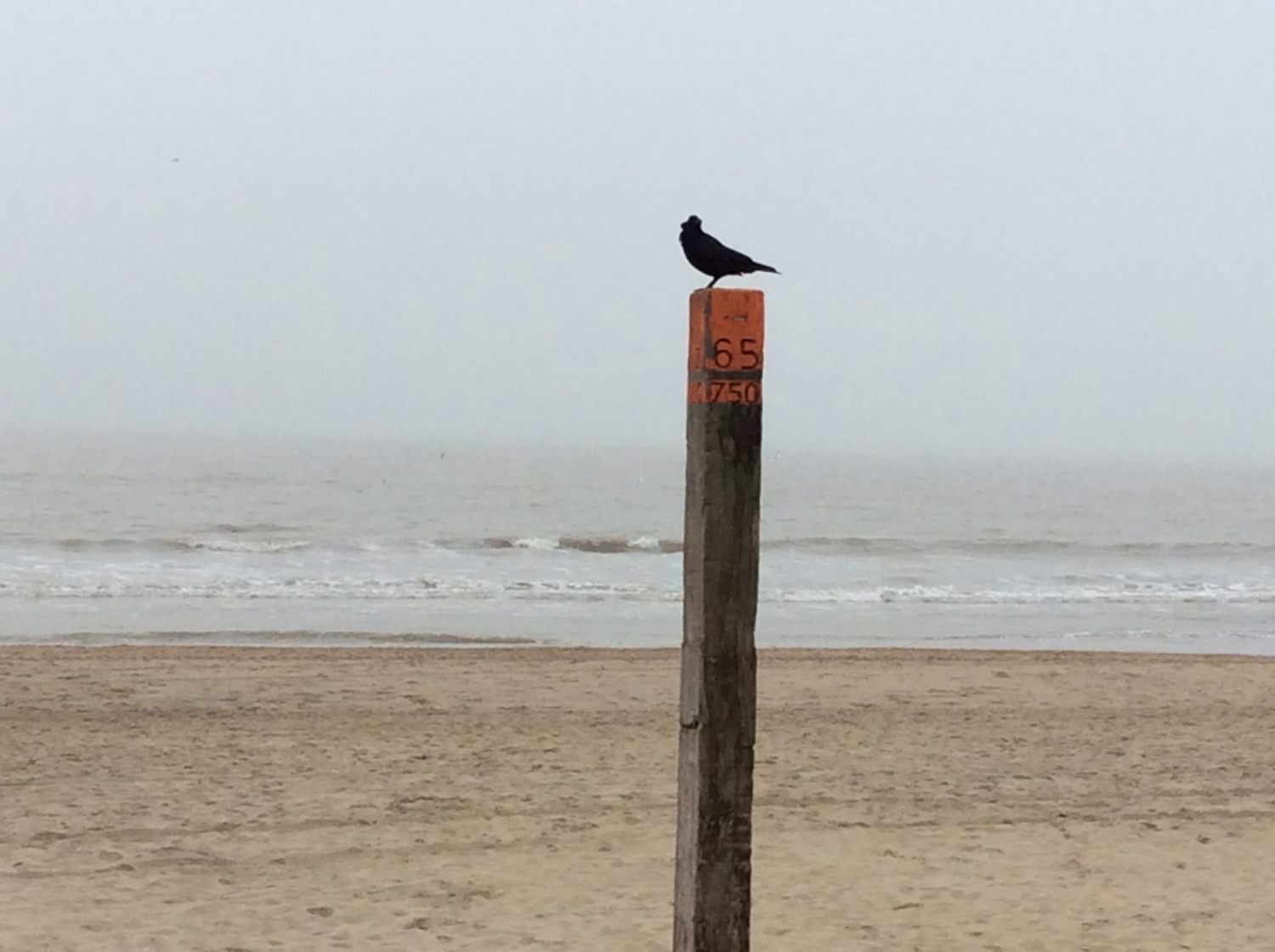 Télen a parton csak a madár jár. - (Fotó: Békési Barbara)