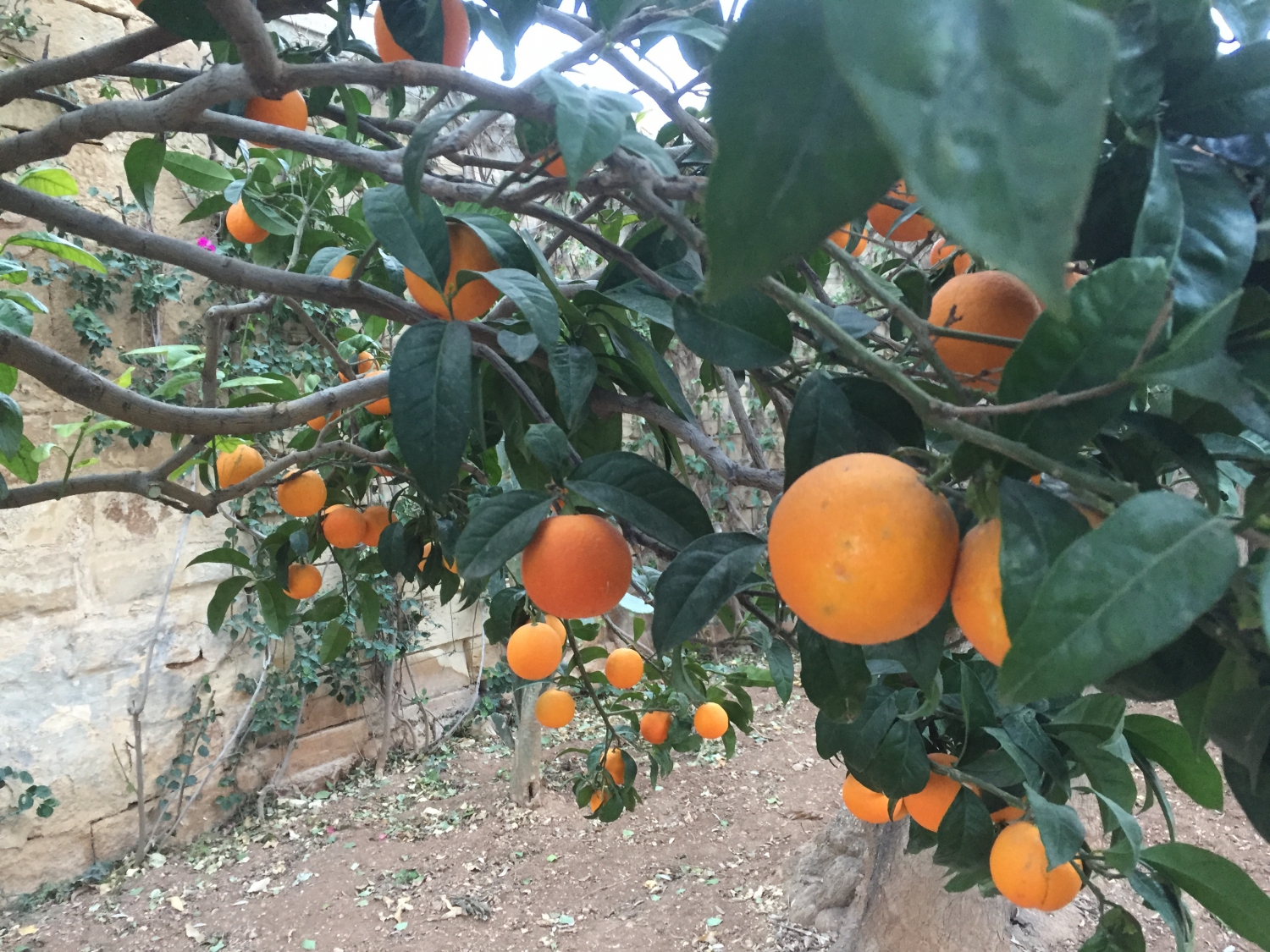 Narancsok Máltán (Fotó: Molnár Péter)