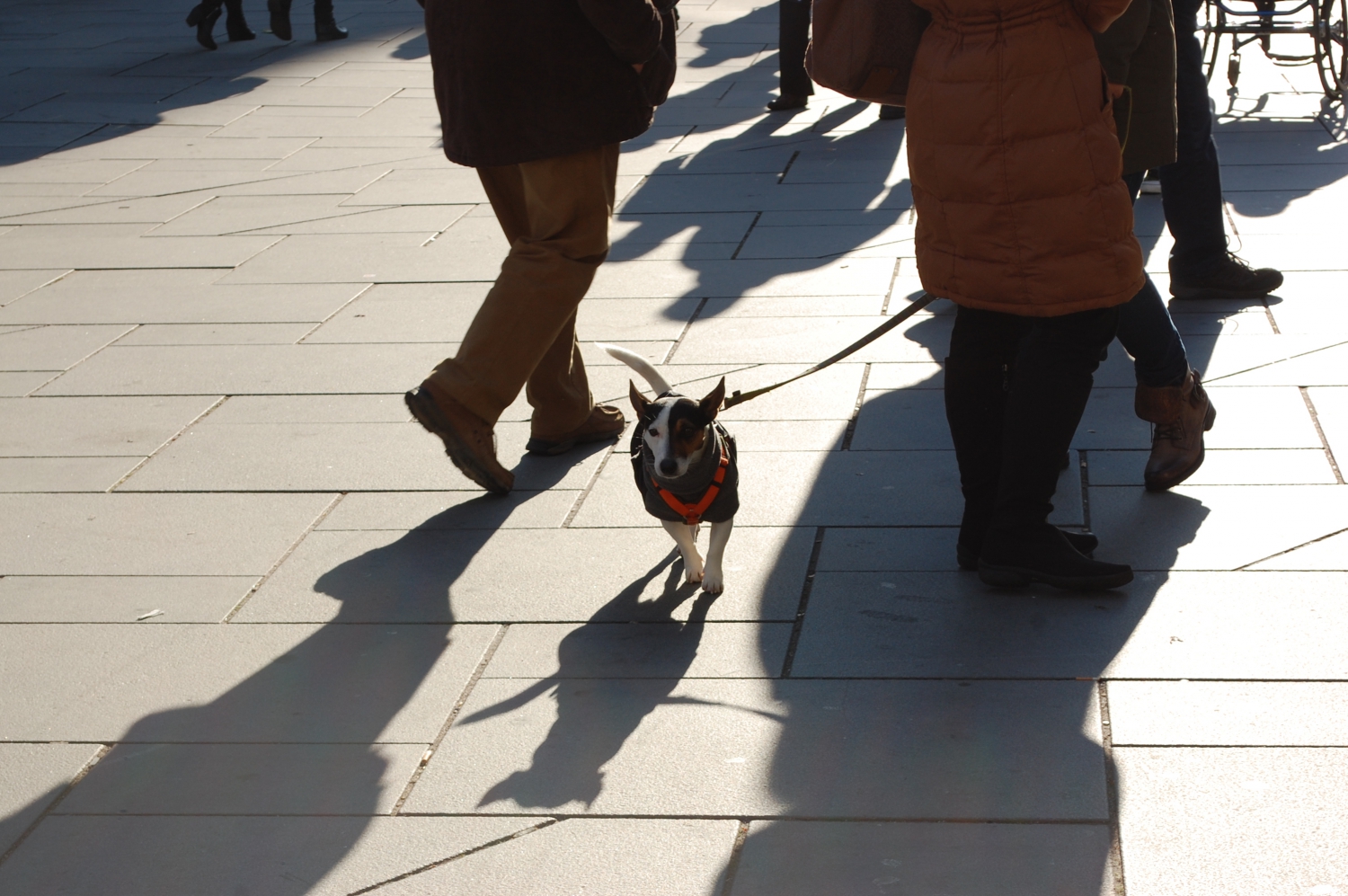 Fiatalok – kutya – Az osztrákok nagy kutyabarátok; annak ellenére, hogy elég drága szórakozás itt háziállatot tartani. És a kutyák lépten-nyomon ott vannak a gazdik mellett: elkísérik őket nemcsak sétálni, hanem az üzletekbe, sőt egyes éttermekbe, kávézókba is, ez itt mindennapos és megszokott látvány. (sétálóutca, Bécs) - (Fotó: Laslavic Tímea)
