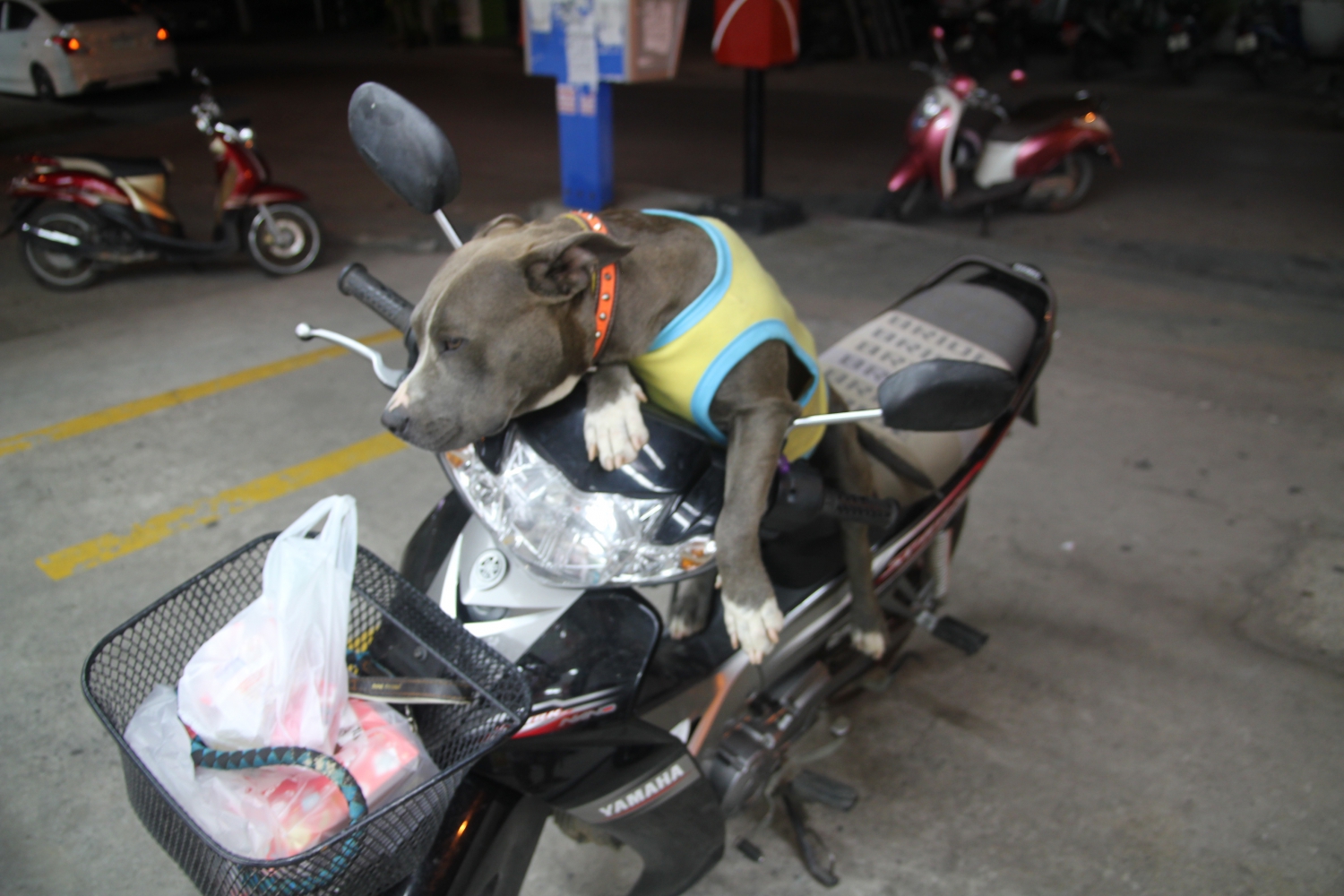 Thaiföldön mindenki motorral jár – akár kutyát ‘sétáltatni‘ is. - (Fotó: The Epic Gust)