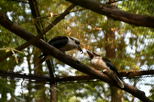 Jelképes összeg ellenében látogatható a Miskolci Állatkert