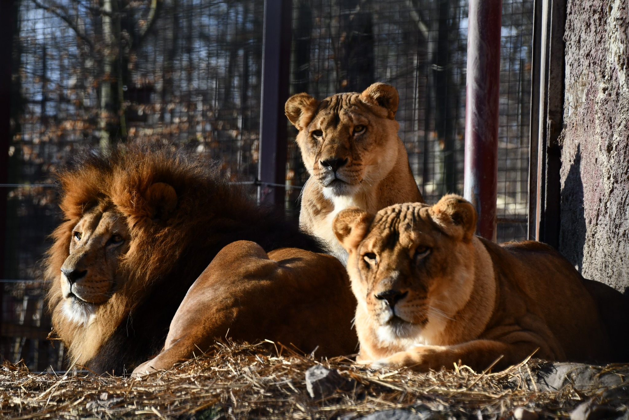 miskolczoo.jpg