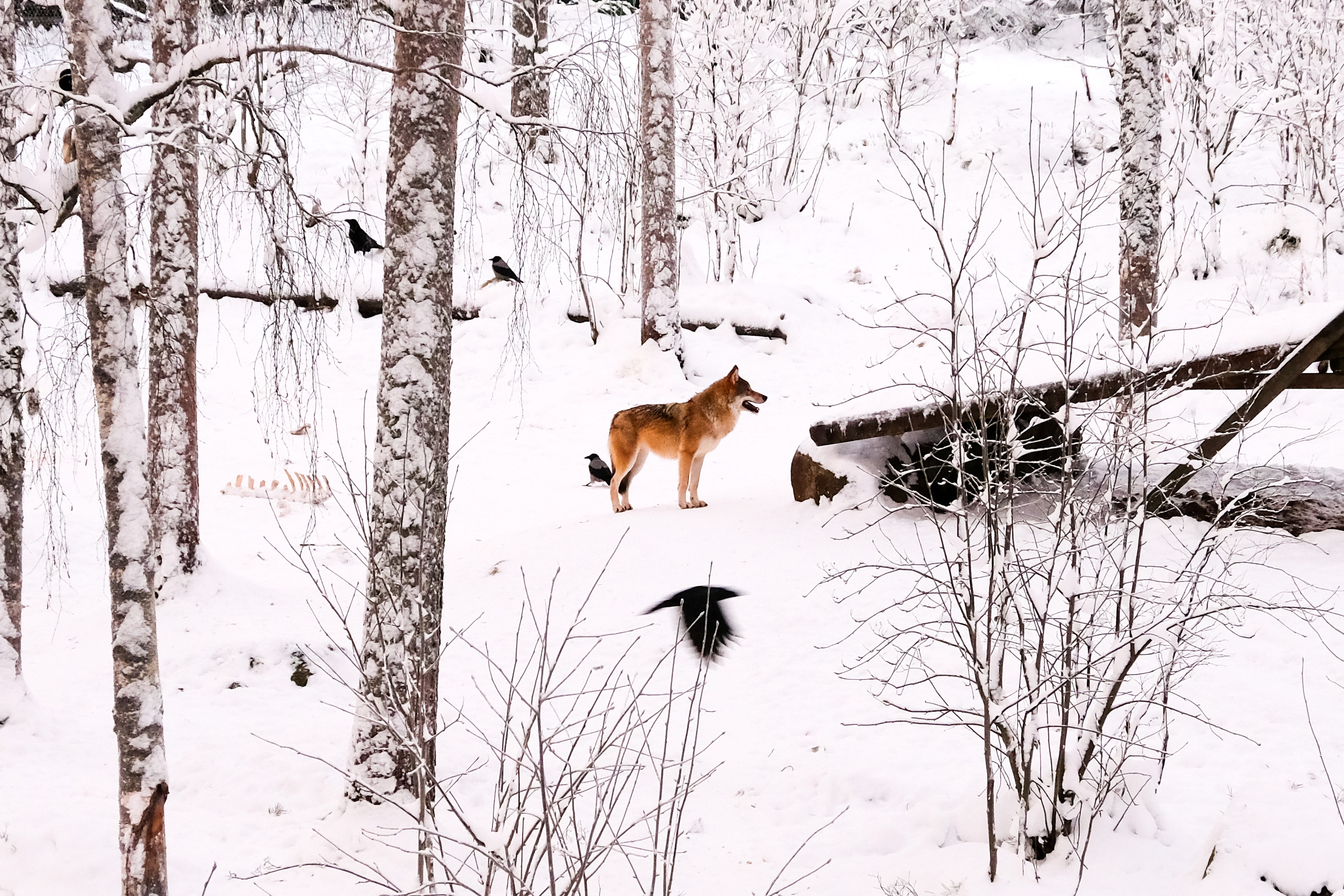 dscf7686-2.jpg