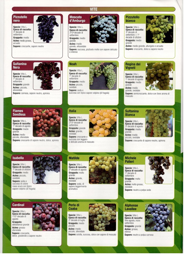 szőlőfajták