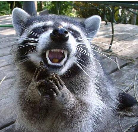 funny-pictures-evil-raccoon.jpg