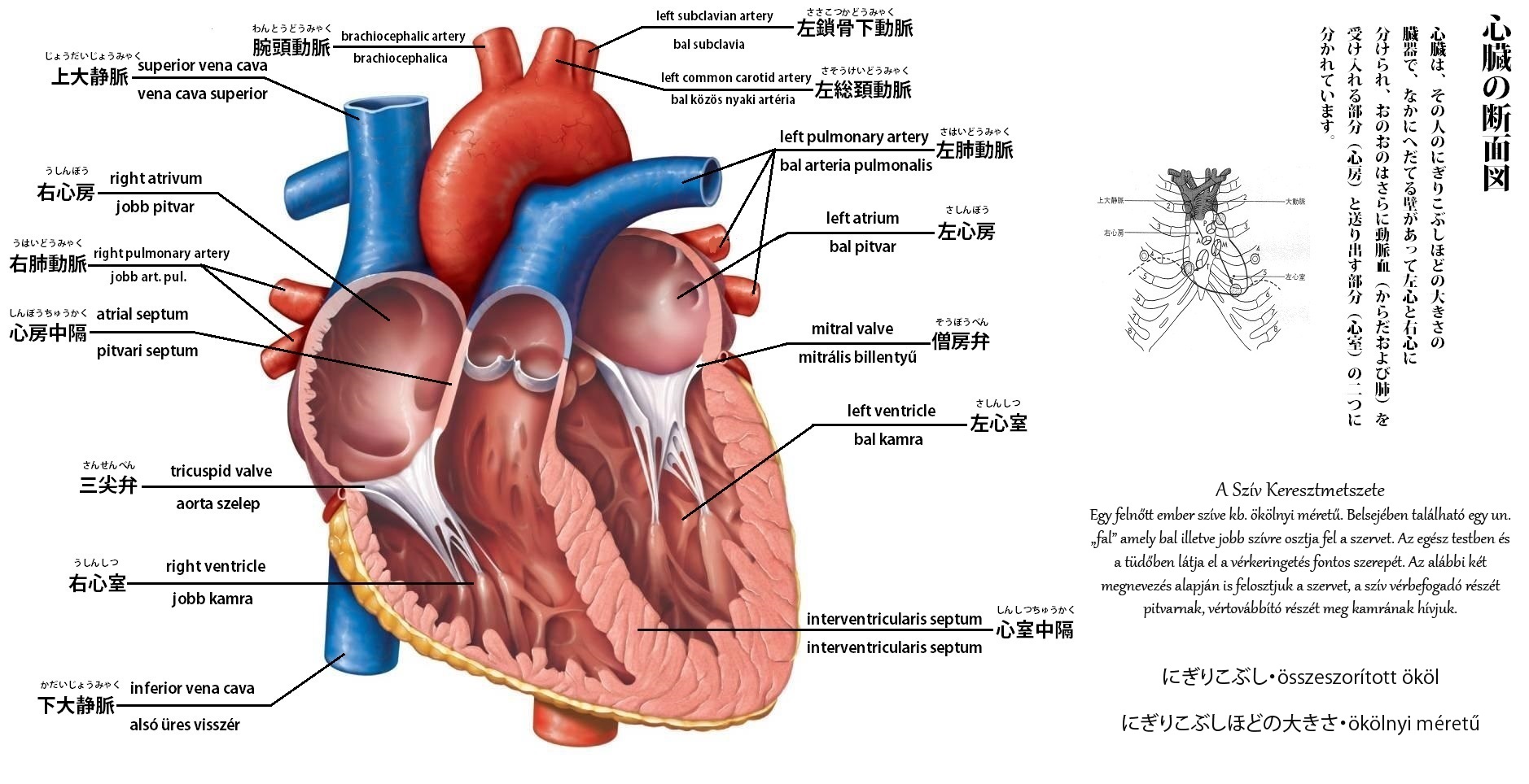 心臓の断面図.jpg