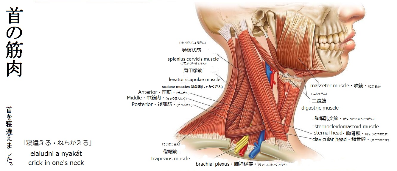 首の筋肉.jpg