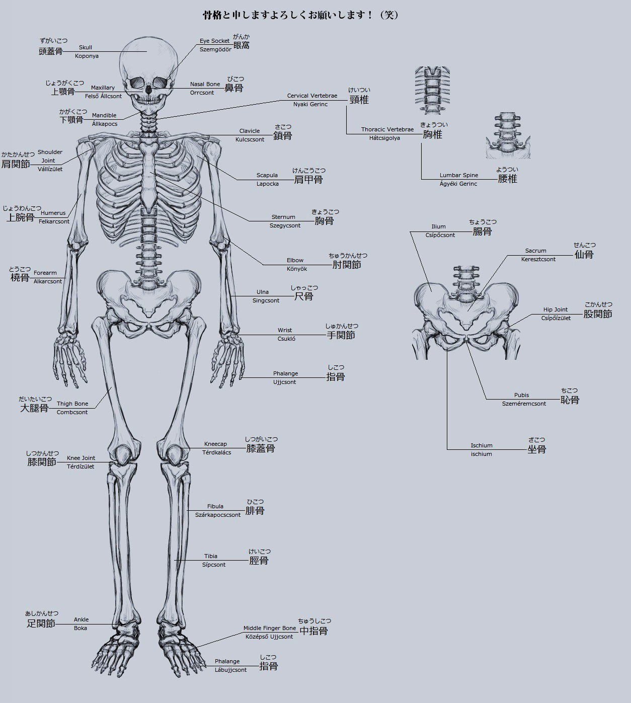 Emberi test angolul