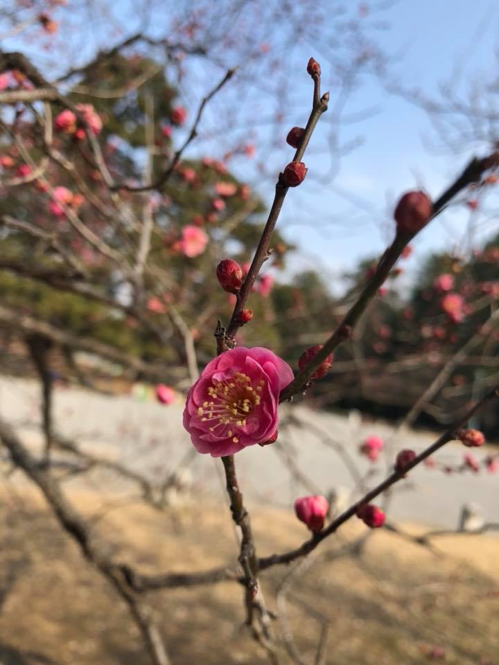 A Császári Palota parkjában már virágzik a szilva. Még egy hónap meg egy kicsit, és a cseresznye is nekikezd. Addigra talán az orrom is normalizálódik. 