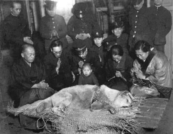 Hachiko before his burial in 1935.jpg