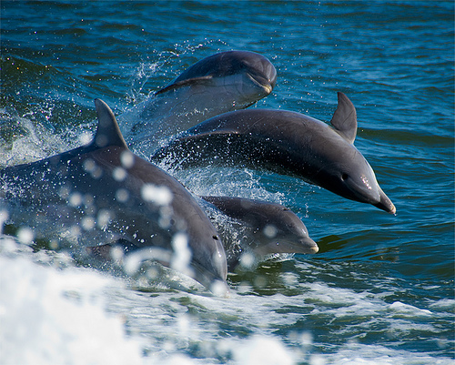 delfin csapat.jpg