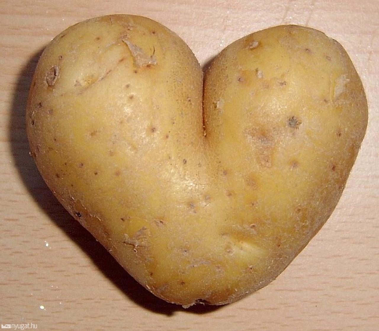 krumpli2.jpg