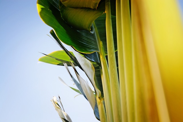 banana-tree-2595107_640.jpg